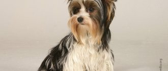 Yorkshire Terrier at a photo shoot