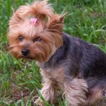 Йоркширский-терьер-собака-Описание-особенности-виды-уход-и-цена-породы-16