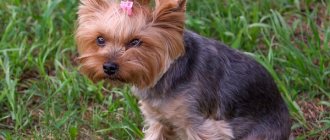 Yorkshire-terrier-dog-Description-features-types-care-and-price-breed-16