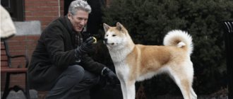 Still from the film about Hachiko