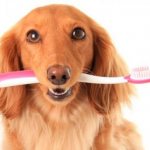 How to brush your dog&#39;s teeth?