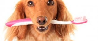How to brush your dog&#39;s teeth?
