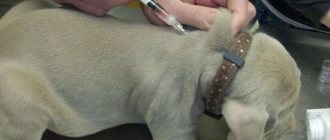 How to give a dog an injection
