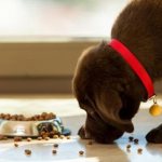 How to feed dry food to a puppy?