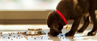 How to feed dry food to a puppy?