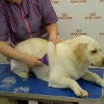 How to bathe a Labrador retriever in a grooming salon
