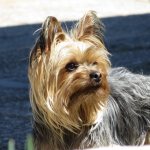 What&#39;s the best way to cut a Yorkie&#39;s haircut?