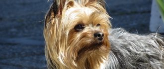 What&#39;s the best way to cut a Yorkie&#39;s haircut?