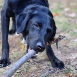 How to teach a dog to fetch a stick, read the article