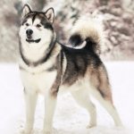 How to name a Malamute boy and girl: the coolest names for 2021
