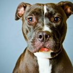 How to name a pit bull boy and girl: the best names