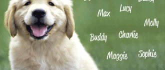 How to name a dog, name selection calculator by gender, breed and astral number