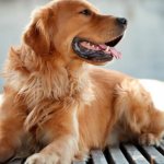 How to name a large breed boy&#39;s dog: 979 nicknames for large males in 2021