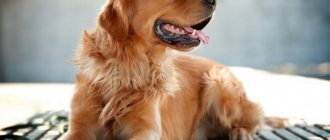 How to name a large breed boy&#39;s dog: 979 nicknames for large males in 2021