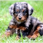 What is the name of the breed of dog that looks like a poodle thumbnail