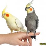 How to determine the sex of a cockatiel: sex determination methods