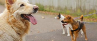Как определить тревожное поведение собаки
