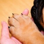how to stop a dog&#39;s nail from bleeding