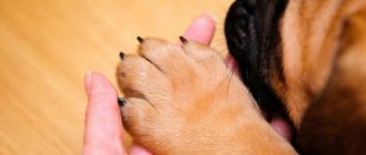 как остановить кровь у собаки из ногтя