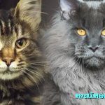 how to distinguish Maine Coon