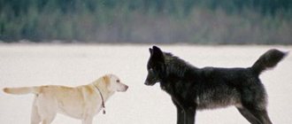 how to distinguish a wolf from a dog in the forest