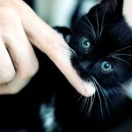 How to stop a kitten from biting and scratching