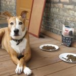 How to switch a dog to another dry food