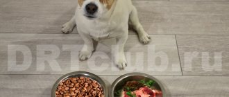 How to switch your dog to natural food