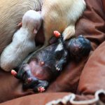 How to Prepare for Childbirth in Dogs