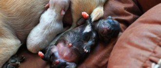 How to Prepare for Childbirth in Dogs