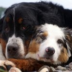 How to make dog-dog friends
