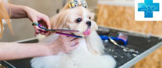How to cut a dog&#39;s hair at home