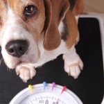 how to lose weight for a dog without dieting