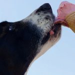 How to help your dog survive the heat. Symptoms of overheating, help with sunstroke 