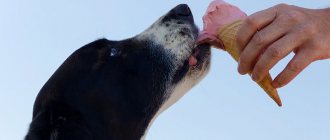 Как помочь собаке пережить жару. Симптомы перегрева, помощь при солнечном ударе