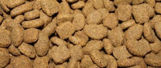 How to properly feed your dog dry food