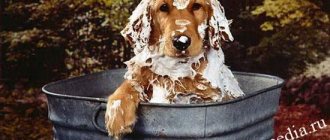 How to bathe a dog correctly