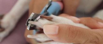 Как правильно обрезать когти собаке
