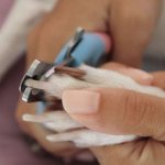 Как правильно обрезать когти собаке