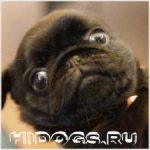 How to choose the right pug puppy, whether to get a boy or a girl, which color is better.