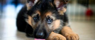 How to choose the right German Shepherd puppy