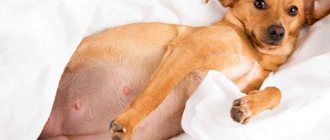 How to terminate a dog&#39;s pregnancy?