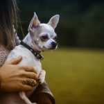 How to tame a dog and gain its trust
