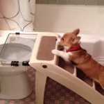 How to toilet train a Chihuahua