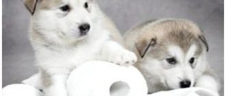 How to toilet train a Husky dog ​​thumbnail