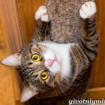 How-to-train-a-cat-to-a-scratching-post-7