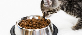 Как приучить котёнка к сухому корму?