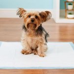 Как приучить щенка ходить на пеленку: быстро и легко