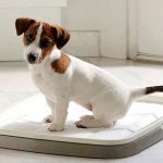 how to toilet train a puppy