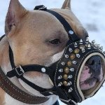 How to train a dog to wear a muzzle with the least amount of effort?